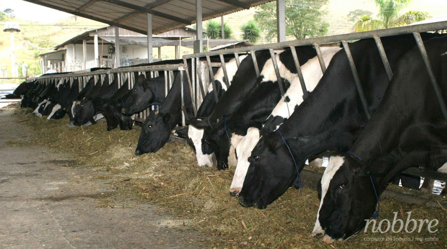 Fazenda para pecuária de leite a venda no Ceará. acima de 14.000 litros dia